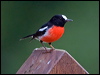 norfolk_robin_129917