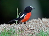 norfolk_robin_129934