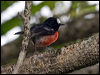 norfolk_robin_140583
