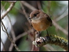 norfolk_robin_141228