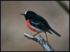 norfolk_robin_141522