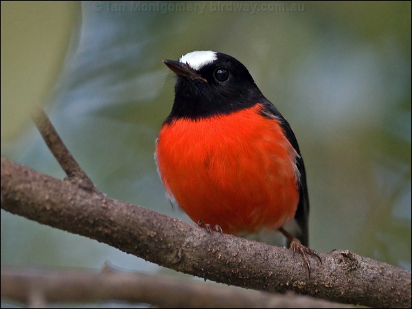Norfolk Robin norfolk_robin_129872.psd