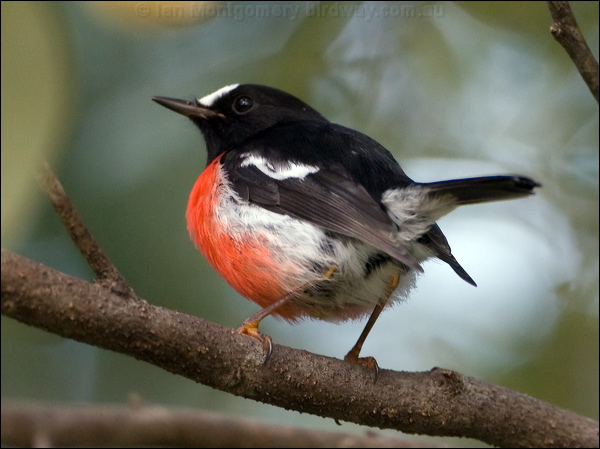 Norfolk Robin norfolk_robin_129883.psd
