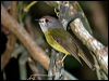 pale_yellow_robin_167795