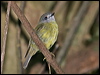 pale_yellow_robin_181025