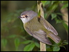 pale_yellow_robin_188973