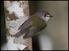 pale_yellow_robin_188976