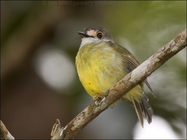 Pale Yellow Robin pale_yellow_robin_114907.psd