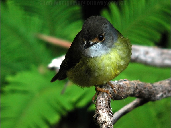 Pale Yellow Robin pale_yellow_robin_12681.jpg