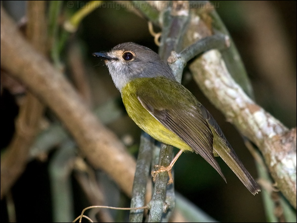 Pale Yellow Robin pale_yellow_robin_167795.psd