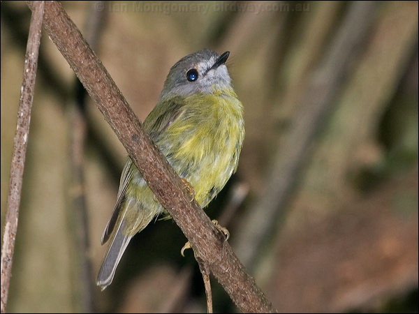 Pale Yellow Robin pale_yellow_robin_181025.psd