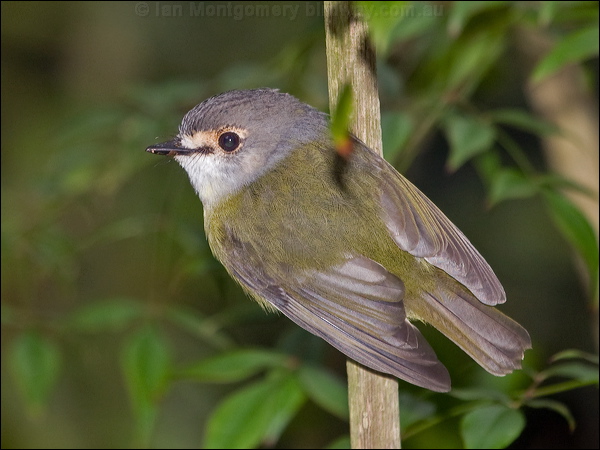 Pale Yellow Robin pale_yellow_robin_188973.psd