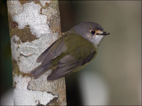 Pale Yellow Robin pale_yellow_robin_188976.psd