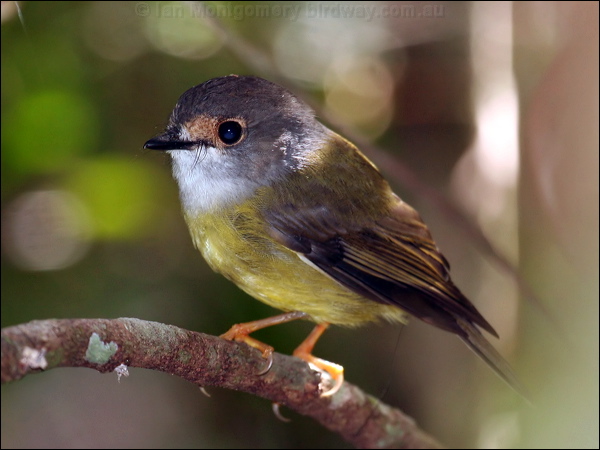 Pale Yellow Robin pale_yellow_robin_64326.jpg