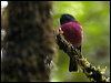 Click here to enter gallery and see photos/pictures/images of Pink Robin