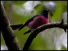 pink_robin_128842
