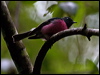 pink_robin_128847