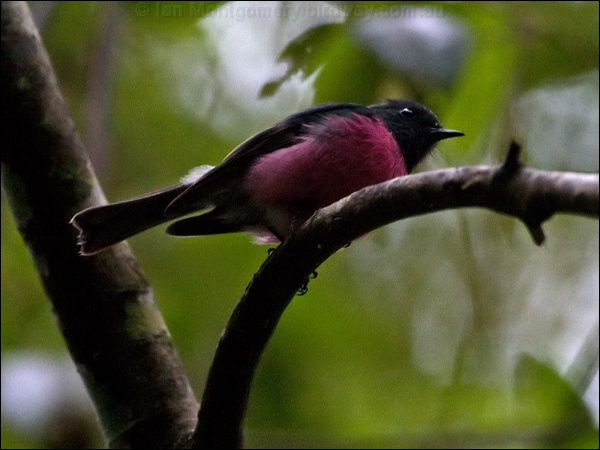 Pink Robin pink_robin_128847.psd