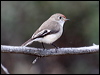 red_capped_robin_38120