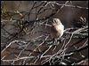 red_capped_robin_88210