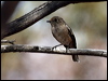 red_capped_robin_88397
