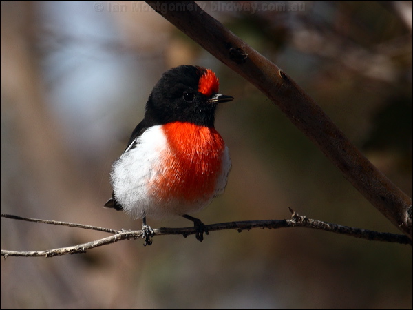 Red-capped Robin red_capped_robin_88440.psd