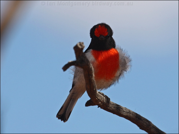 Red-capped Robin red_capped_robin_88445.psd