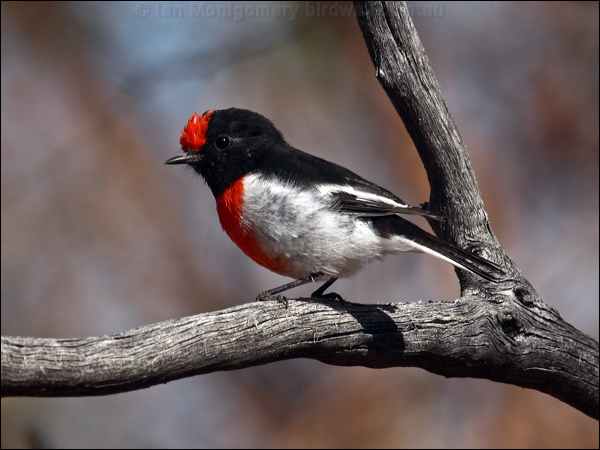 Red-capped Robin red_capped_robin_88448.psd