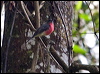 rose_robin_164280