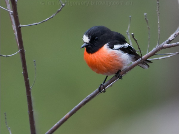 Scarlet Robin scarlet_robin_128520.psd