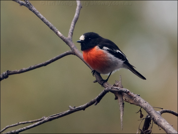 Scarlet Robin scarlet_robin_128526.psd