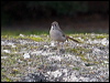 south_scrub_robin_213738