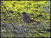 south_scrub_robin_213749