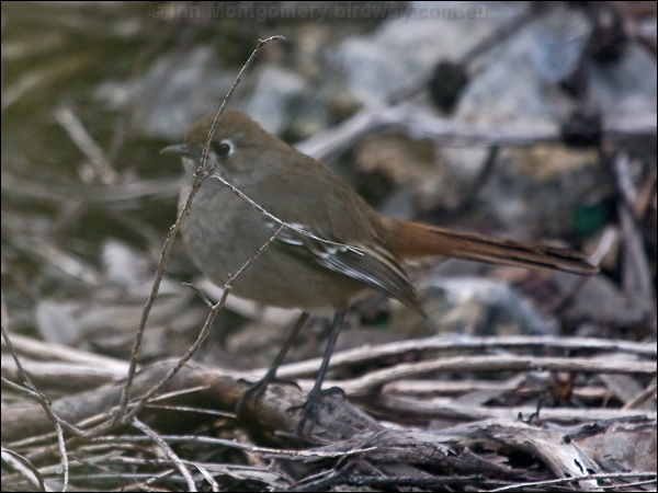 Southern Scrub Robin south_scrub_robin_214077.psd
