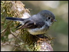 tomtit_122272