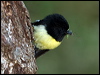 Click here to enter gallery and see photos/pictures/images of Tomtit
