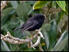 tomtit_123304