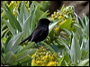 tomtit_123311