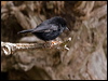 tomtit_123323