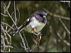 tomtit_124651