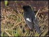 tomtit_124725