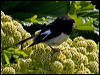 tomtit_124775