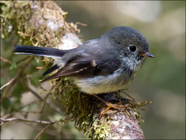 Tomtit tomtit_122272.psd