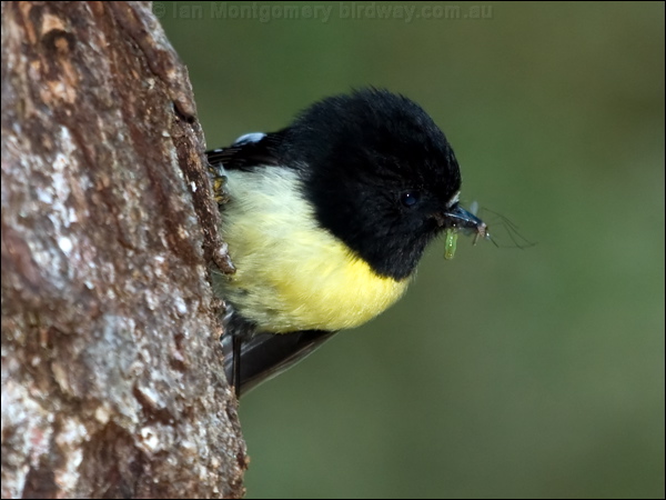 Tomtit tomtit_122293.psd