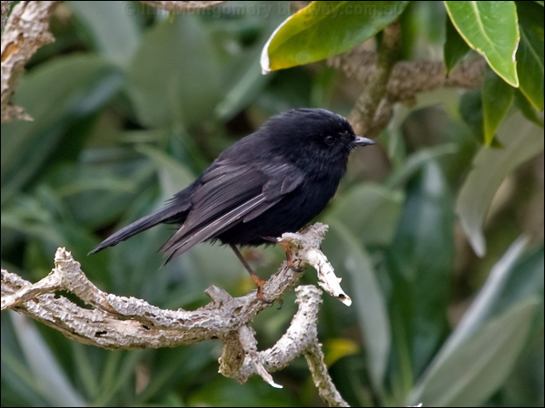 Tomtit tomtit_123304.psd