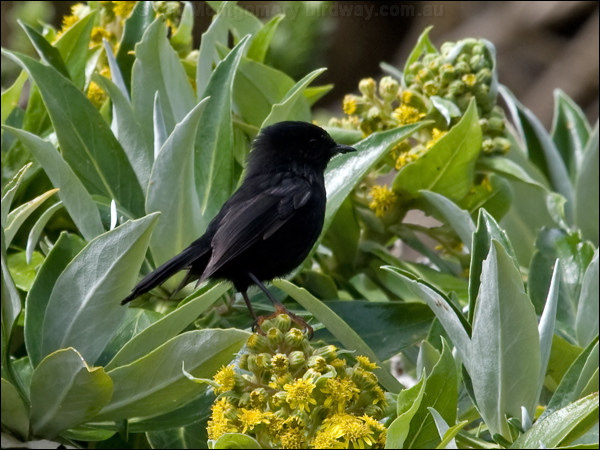 Tomtit tomtit_123311.psd
