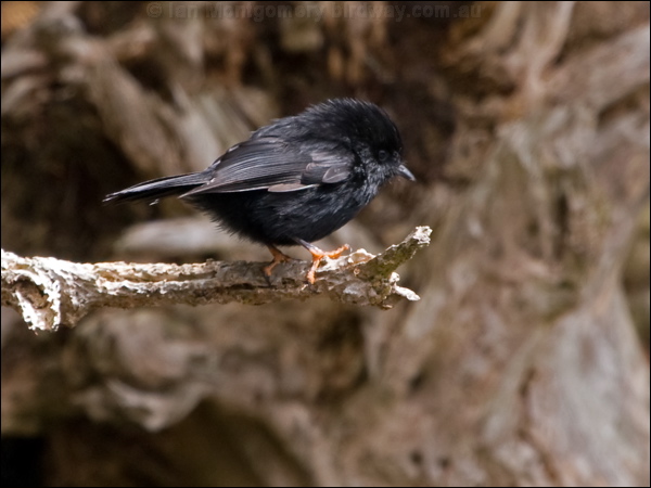 Tomtit tomtit_123323.psd