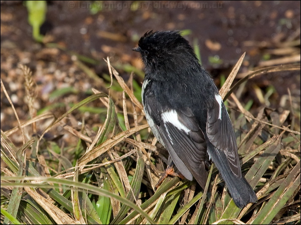 Tomtit tomtit_124725.psd