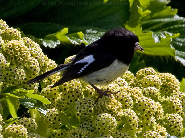 Tomtit tomtit_124775.psd