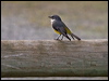 west_yellow_robin_213818